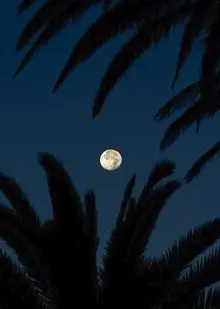 Midnight palm AI song cover
